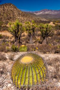 Beaucarnea-gracilis-mit-Barrel-Cactus-Santuario-de-los-Sotolines-Reserva-de-la-Biosfera-Tehuacan-Cuicatlan-San-Martin-del-Valle-Puebla-6-200x300 Beaucarnea gracilis mit Barrel Cactus