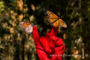 Monarch-Butterflies-Mariposa-Monarcha-El-Rosario-Michoacan-109-300x200 Monarch Butterflies
