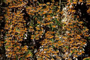 Monarch-Butterflies-Mariposa-Monarcha-El-Rosario-Michoacan-31-300x200 Monarch Butterflies