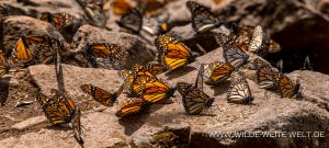 Monarch-Butterflies-Mariposa-Monarcha-Sierra-Chingua-Michoacan-124-300x135 Monarch Butterflies