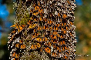 Monarch-Butterflies-Mariposa-Monarcha-Sierra-Chingua-Michoacan-132-300x200 Monarch Butterflies