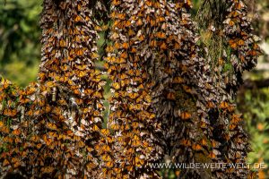 Monarch-Butterflies-Mariposa-Monarcha-Sierra-Chingua-Michoacan-138-300x200 Monarch Butterflies