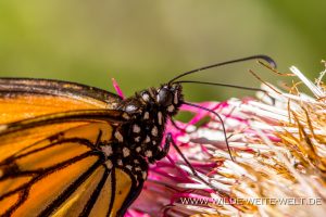 Monarch-Butterflies-Mariposa-Monarcha-Sierra-Chingua-Michoacan-151-300x200 Monarch Butterflies