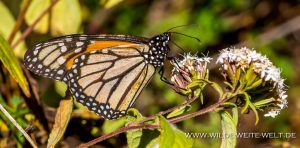 Monarch-Butterflies-Mariposa-Monarcha-Sierra-Chingua-Michoacan-157-300x148 Monarch Butterflies