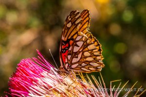 Monarch-Butterflies-Mariposa-Monarcha-Sierra-Chingua-Michoacan-180-300x200 Monarch Butterflies