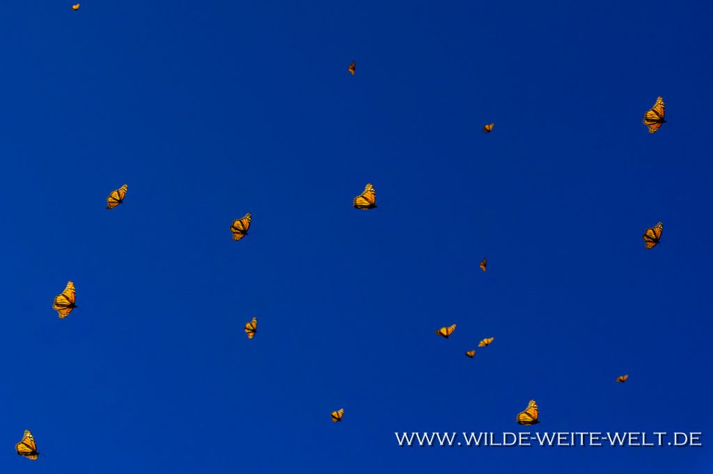 Monarch-Butterflies-Mariposa-Monarcha-Sierra-Chingua-Michoacan-62-1024x682 Monarchfalter - Monarch Butterflies im Reserva Biosfera Mariposa Monarca [Michoacan]