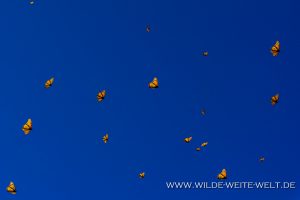 Monarch-Butterflies-Mariposa-Monarcha-Sierra-Chingua-Michoacan-205-300x200 Monarch Butterflies