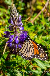 Monarch-Butterflies-Mariposa-Monarcha-Sierra-Chingua-Michoacan-234-200x300 Monarch Butterflies