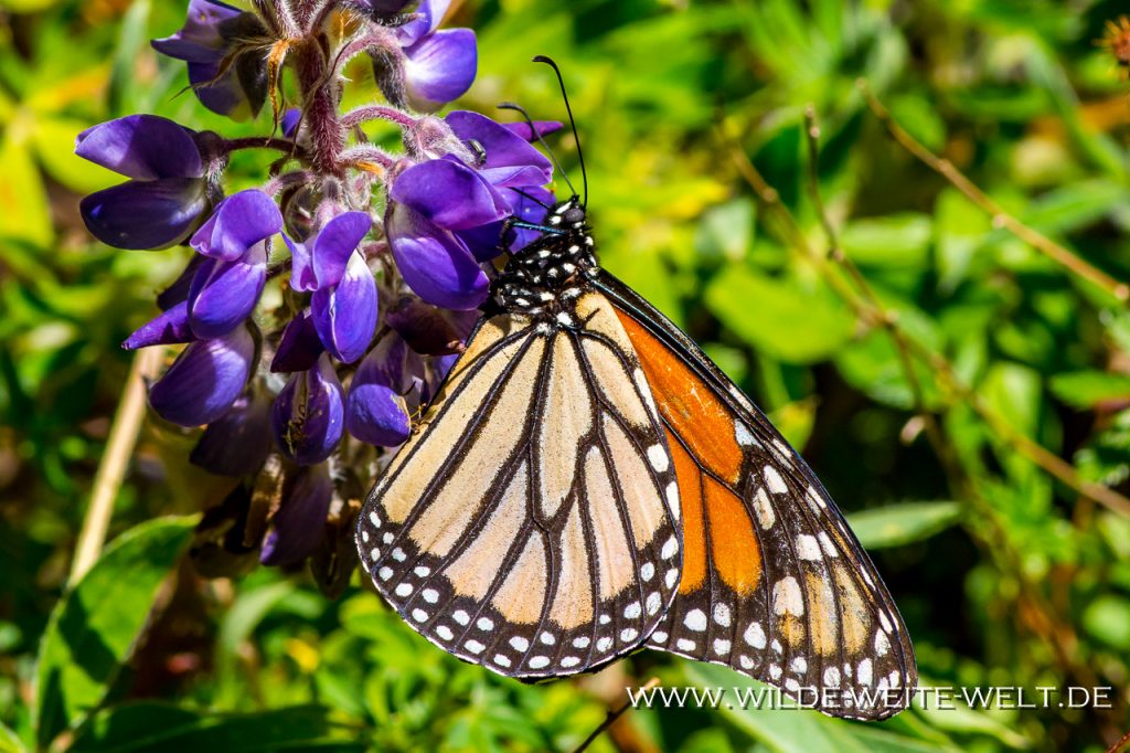Monarch-Butterflies-Mariposa-Monarcha-Sierra-Chingua-Michoacan-62-1024x682 Monarchfalter - Monarch Butterflies im Reserva Biosfera Mariposa Monarca [Michoacan]