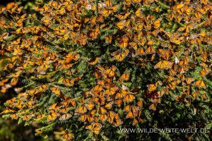 Monarch-Butterflies-Mariposa-Monarcha-Sierra-Chingua-Michoacan-42-300x200 Monarch Butterflies