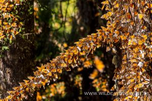 Monarch-Butterflies-Mariposa-Monarcha-Sierra-Chingua-Michoacan-62-300x200 Monarch Butterflies