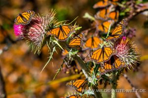 Monarch-Butterflies-Mariposa-Monarcha-Sierra-Chingua-Michoacan-66-300x200 Monarch Butterflies
