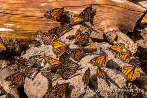 Monarch-Butterflies-Mariposa-Monarcha-Sierra-Chingua-Michoacan-70-300x200 Monarch Butterflies