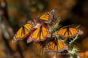 Monarch-Butterflies-Mariposa-Monarcha-Sierra-Chingua-Michoacan-74-300x200 Monarch Butterflies