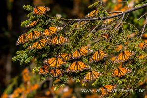 Monarch-Butterflies-Mariposa-Monarcha-Sierra-Chingua-Michoacan-82-300x200 Monarch Butterflies