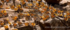 Monarch-Butterflies-Mariposa-Monarcha-Sierra-Chingua-Michoacan-86-300x130 Monarch Butterflies