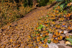 Monarch-Butterflies-Mariposa-Monarcha-Sierra-Chingua-Michoacan-95-300x200 Monarch Butterflies