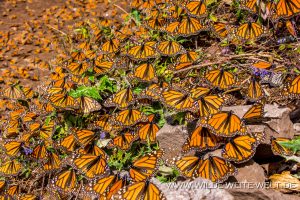 Monarch-Butterflies-Mariposa-Monarcha-Sierra-Chingua-Michoacan-96-300x200 Monarch Butterflies
