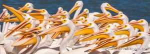 White-Pelican-Laguna-Chapala-Mismaloya-Jalisco-121-300x108 White Pelican