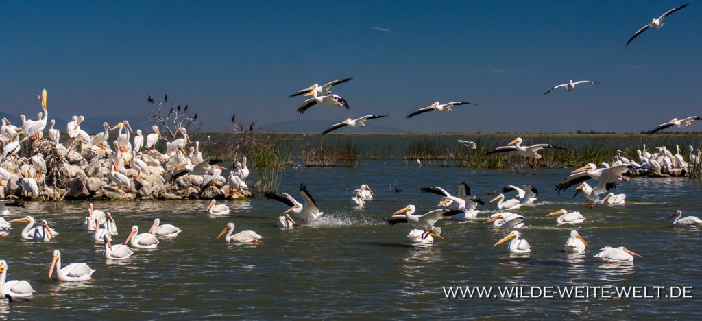 White-Pelican-Laguna-Chapala-Mismaloya-Jalisco-144-1024x682 Nashorn-Pelikane - White Pelicans - Pelicanos an Laguna / Lago Chapala [Michoacan]