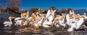 White-Pelican-Laguna-Chapala-Mismaloya-Jalisco-268-300x121 White Pelican