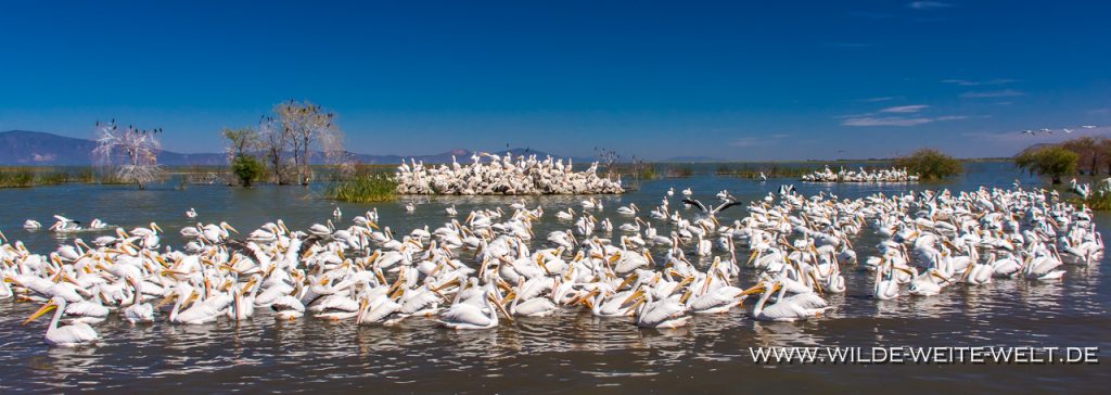 White-Pelican-Laguna-Chapala-Mismaloya-Jalisco-144-1024x682 Nashorn-Pelikane - White Pelicans - Pelicanos an Laguna / Lago Chapala [Michoacan]