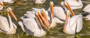 White-Pelican-Laguna-Chapala-Petatan-Michoacan-7-300x129 White Pelican