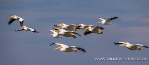 White-Pelican-Laguna-Chapala-Petatan-Michoacan-79-300x131 White Pelican