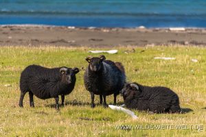 Schwarze-Schafe-Langanes-Island-3-300x200 Schwarze Schafe
