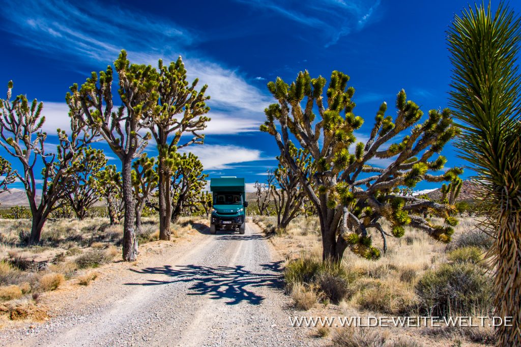 Desert-Flowers-Coyote-Canyon-Anza-Borrego-State-Park-California-1024x518 Iveco Daily 4x4: Foto-Galerie # 4 Offroad-Camper Willy - Canada & Alaska