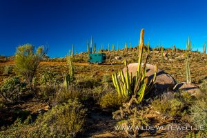 bernachtungsplatz-Desert-Garden-Mex-1-Baja-California-Nord-300x200 Übernachtungsplatz