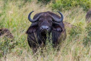 Afrikanischer-Bueffel-Phinda-Game-Reserve-KwaZulu-Natal-Suedafrika-5-300x200 Afrikanischer Büffel