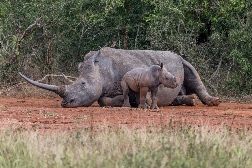 Breitmaulnashorn-Hluhluwe-iMfolozi-National-Park-KwaZulu-Natal-Suedafrika-55-1024x683 Hluhluwe-iMfolozi Reserve for Rhinos [South Africa]