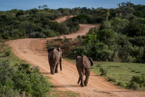 Elefant-Addo-Elephant-National-Park-Suedafrika-8-300x200 Elefant