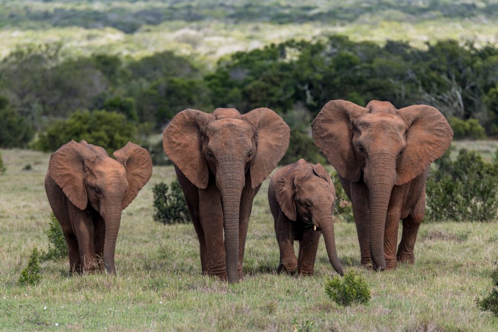 Alexandria-Dunes-Pearson-Park-Nature-Reserve-Colchester-Suedafrika-14-1024x379 Addo Elephant National Park [South Africa]