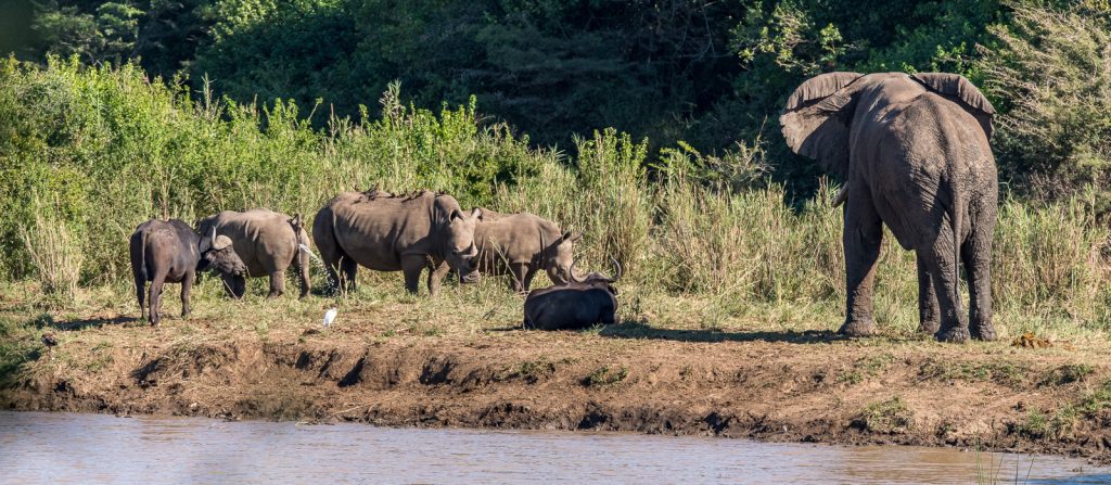 Breitmaulnashorn-Hluhluwe-iMfolozi-National-Park-KwaZulu-Natal-Suedafrika-55-1024x683 Hluhluwe-iMfolozi Reserve for Rhinos [South Africa]