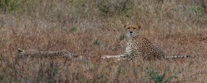 Gepard-Crocodile-Bridge-Krueger-National-Park-Mpumalanga-Suedafrika-16-1-300x121 Gepard