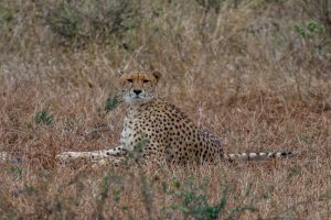 Gepard-Crocodile-Bridge-Krueger-National-Park-Mpumalanga-Suedafrika-17-300x200 Gepard