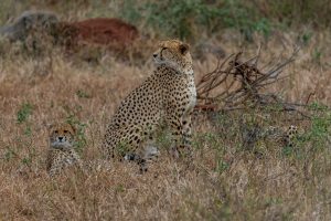 Gepard-Crocodile-Bridge-Krueger-National-Park-Mpumalanga-Suedafrika-32-1-300x200 Gepard