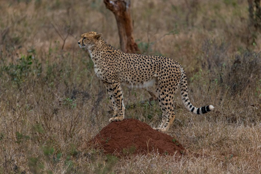Leopard-5-und-6-Doispane-Road-S1-Krueger-National-Park-Mpumalanga-Suedafrika-6-1024x683 Kruger National Park [South Africa]
