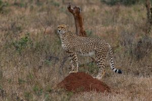 Gepard-Crocodile-Bridge-Krueger-National-Park-Mpumalanga-Suedafrika-41-300x200 Gepard