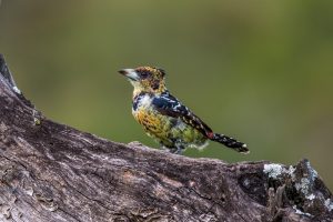 Haubenbartvogel-Hluhluwe-iMfolozi-National-Park-KwaZulu-Natal-Suedafrika-2-300x200 Haubenbartvogel
