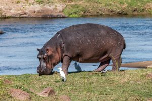Hippo-Crocodile-River-Road-Krueger-National-Park-Mpumalanga-Suedafrika-3-300x200 Hippo