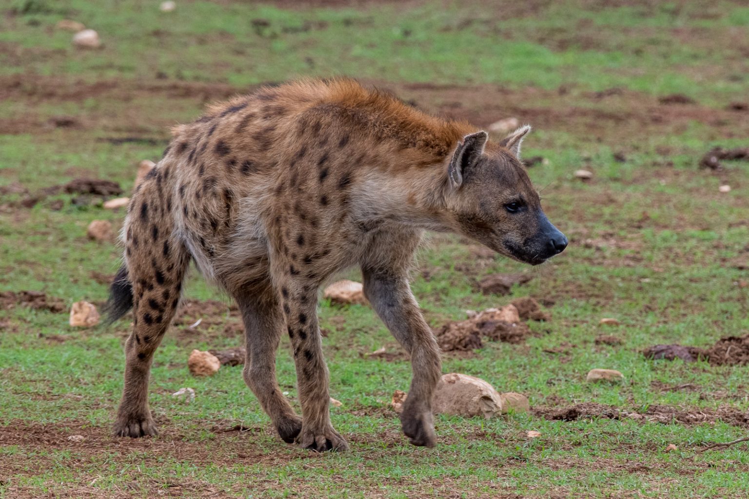 Hyäne www.wildeweitewelt.de