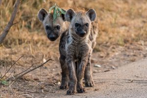 Hyaene-Napi-Road-H1-Krueger-National-Park-Mpumalanga-Suedafrika-26-300x200 Hyäne