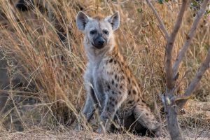 Hyaene-Napi-Road-H1-Krueger-National-Park-Mpumalanga-Suedafrika-8-300x200 Hyäne