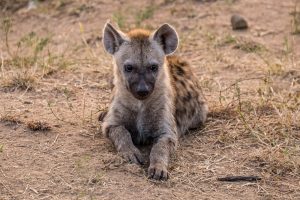 Hyaene-Napi-Road-Krueger-National-Park-Mpumalanga-Suedafrika-7-300x200 Hyäne