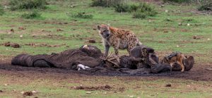 Hyaene-und-Schakal-am-Elefantenkadaver-Lismore-Waterhole-Addo-Elephant-National-Park-Suedafrika-7-300x139 Hyäne und Schakal am Elefantenkadaver
