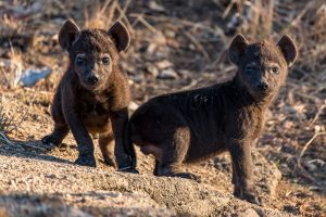 Hyaenen-Baby-H3-Krueger-National-Park-Mpumalanga-Suedafrika-2-300x200 Hyänen-Baby