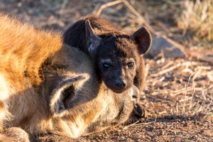 Hyaenen-Baby-H3-Krueger-National-Park-Mpumalanga-Suedafrika-8-300x200 Hyänen-Baby